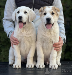 Photo №2 to announcement № 135762 for the sale of central asian shepherd dog - buy in Serbia private announcement