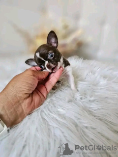 Photo №2 to announcement № 126843 for the sale of chihuahua - buy in France breeder