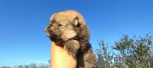 Additional photos: Pomeranian Spitz puppies