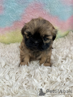 Photo №1. shih tzu - for sale in the city of Fresno | 300$ | Announcement № 99267