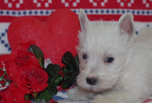 Photo №1. west highland white terrier - for sale in the city of Boulogne-Billancourt | 838$ | Announcement № 864