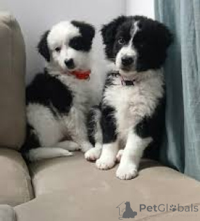 Photo №1. border collie - for sale in the city of Brussels | 700$ | Announcement № 166585