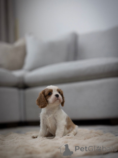 Photo №1. cavalier king charles spaniel - for sale in the city of Aarau | 516$ | Announcement № 163933