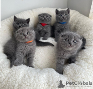 Photo №1. scottish fold - for sale in the city of Варена | negotiated | Announcement № 53576