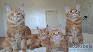 Photo №2 to announcement № 120076 for the sale of maine coon - buy in Greece private announcement