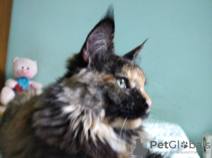 Photo №4. I will sell maine coon in the city of Kishinev. from nursery - price - 156$