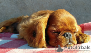 Photo №4. I will sell cavalier king charles spaniel in the city of Krivoy Rog. private announcement, from nursery - price - 468$