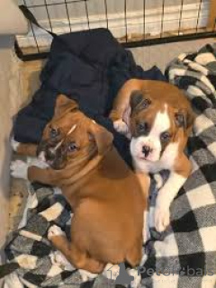 Photo №3. Boxer puppies for sale. Netherlands