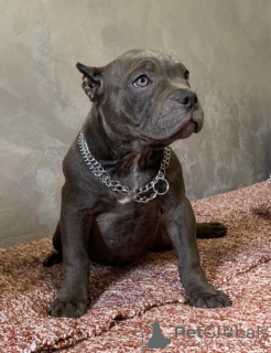 Photo №1. american bully - for sale in the city of Belgrade | negotiated | Announcement № 108285