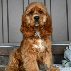 Photo №4. I will sell english cocker spaniel in the city of Bogotá. private announcement - price - 200$