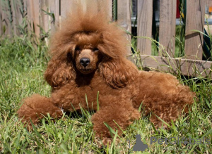 Additional photos: Red dwarf poodle