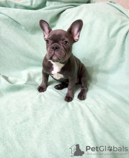 Photo №2 to announcement № 126386 for the sale of french bulldog - buy in Russian Federation breeder