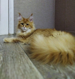 Additional photos: Maine Coon cattery SWEET_DREAM