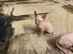 Photo №1. sphynx cat - for sale in the city of Berlin | 329$ | Announcement № 141876