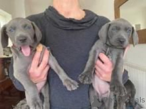 Photo №1. weimaraner - for sale in the city of Munich | negotiated | Announcement № 175272