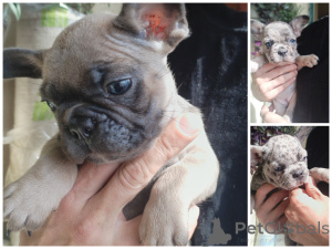 Photo №2 to announcement № 172393 for the sale of french bulldog - buy in Belarus 