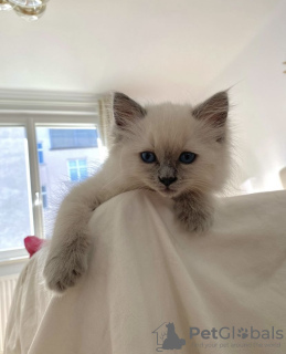 Photo №4. I will sell ragdoll in the city of Гамбург. private announcement, breeder - price - 423$