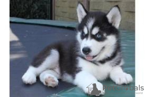 Photo №1. siberian husky - for sale in the city of Малага | 317$ | Announcement № 122717