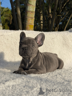 Photo №2 to announcement № 171274 for the sale of french bulldog - buy in Sweden breeder