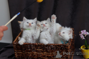 Photo №2 to announcement № 145746 for the sale of birman - buy in Switzerland from nursery