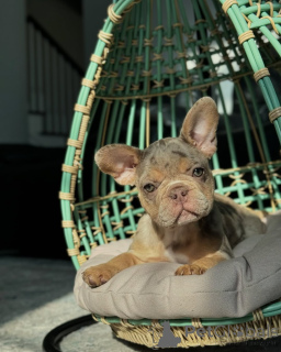 Photo №1. french bulldog - for sale in the city of Munich | 706$ | Announcement № 150636