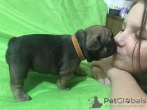 Photo №2 to announcement № 9214 for the sale of french bulldog - buy in Ukraine private announcement