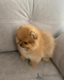 Photo №2 to announcement № 163520 for the sale of pomeranian - buy in Germany private announcement