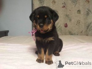 Photo №1. rottweiler - for sale in the city of Amsterdam | Is free | Announcement № 154177
