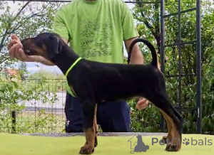 Photo №1. dobermann - for sale in the city of Belgrade | 941$ | Announcement № 152938