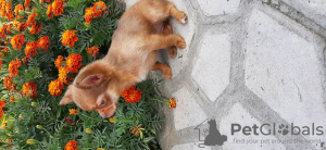 Photo №2 to announcement № 63333 for the sale of chihuahua - buy in Ukraine private announcement