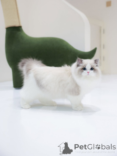 Photo №4. I will sell ragdoll in the city of Fribourg. private announcement - price - negotiated