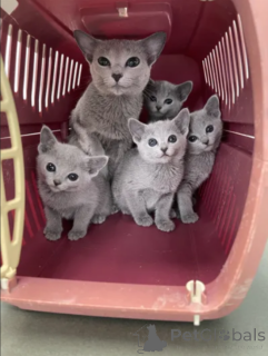 Photo №1. russian blue - for sale in the city of Butzbach | 361$ | Announcement № 173642