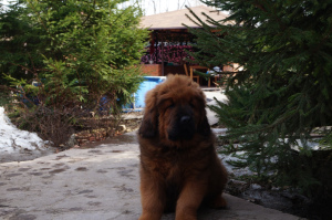 Photo №3. Tibetan mastiff. Puppies. Russian Federation
