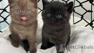 Photo №2 to announcement № 168355 for the sale of british shorthair - buy in Poland private announcement, breeder