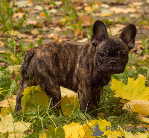 Photo №1. french bulldog - for sale in the city of Москва | 1419$ | Announcement № 16506