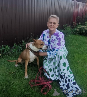 Photo №3. The dog Helga is looking for a family. In good hands.. Russian Federation