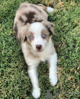 Photo №1. australian shepherd - for sale in the city of Мариямполе | 370$ | Announcement № 127614