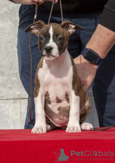 Additional photos: American Staffordshire Terrier puppies of international origin