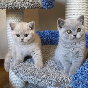 Photo №1. british shorthair - for sale in the city of Luxembourg | 413$ | Announcement № 172625
