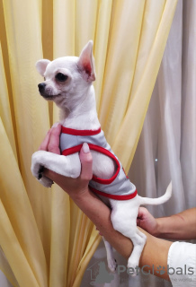 Photo №4. I will sell chihuahua in the city of Москва. from nursery, breeder - price - 586$