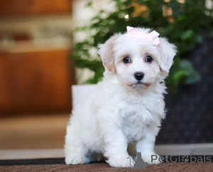 Photo №1. maltipu - for sale in the city of Dubai | negotiated | Announcement № 158659