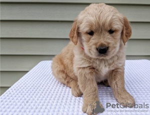 Photo №2 to announcement № 56555 for the sale of golden retriever - buy in United States breeder