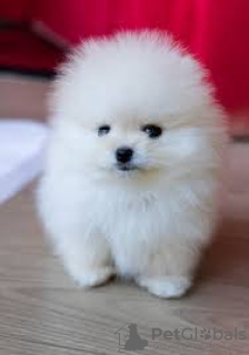 Photo №1. pomeranian - for sale in the city of Wolverhampton | 250$ | Announcement № 23743