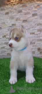Photo №1. siberian husky - for sale in the city of Minneapolis | 900$ | Announcement № 157315