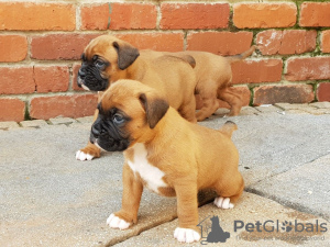 Photo №1. boxer - for sale in the city of Berlin | 364$ | Announcement № 23738