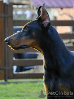 Photo №4. I will sell dobermann in the city of Belgrade. breeder - price - negotiated