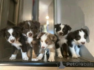 Photo №2 to announcement № 137805 for the sale of miniature american shepherd (aussie) - buy in United States breeder
