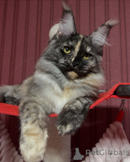 Photo №1. maine coon - for sale in the city of Alta | negotiated | Announcement № 155322