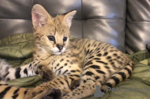 Photo №2 to announcement № 54913 for the sale of savannah cat - buy in Netherlands private announcement