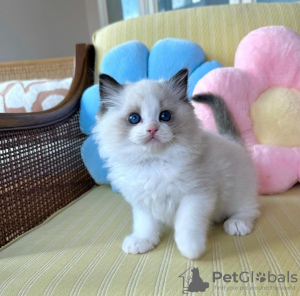Photo №2 to announcement № 99299 for the sale of ragdoll - buy in United States private announcement
